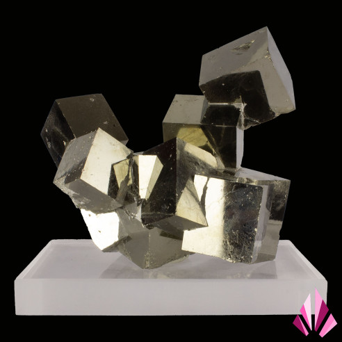 Magnificent Pyrite cubes on the front face of the mineral.