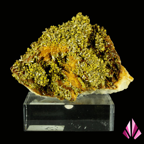 Pyromorphite "tête moutarde" sur baryte : Chaillac - France.